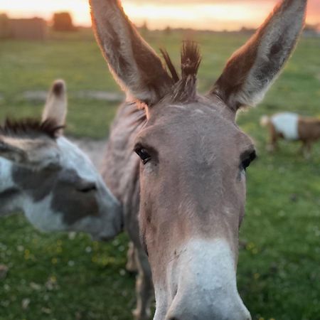 De Wabisabiboerderij Bed and Breakfast Oedelem Εξωτερικό φωτογραφία